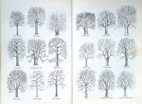 Winter trees diagram - includes: Willow, Oak, Elm, Birch, etc. Good aid for identiciation ...