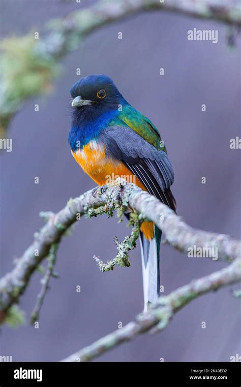 surucua trogon (Trogon surrucura aurantius), male, Brazil, Itatiaia ...