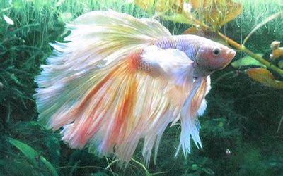 Betta Fish Feeding Guide: Food Type, Schedule, Quantity & Frequency - AquariumNexus