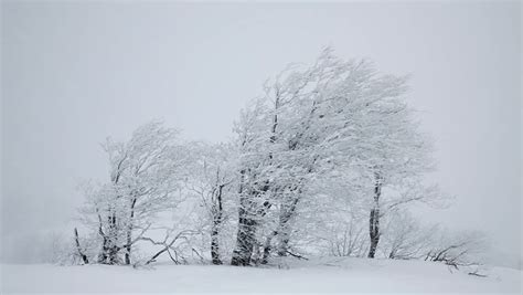 Stock video of falling snow. winter trees | 4908248 | Shutterstock