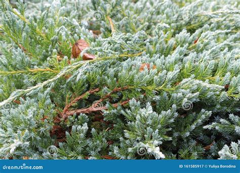 Evergreen Juniper is Perfect at Any Time of the Year Stock Image - Image of year, time: 161585917