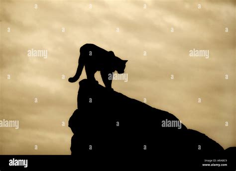 Mountain Lion Silhouette High Resolution Stock Photography and Images ...