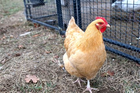 Best Egg Laying Chickens (Heritage Breeds!) - The Seasonal Homestead