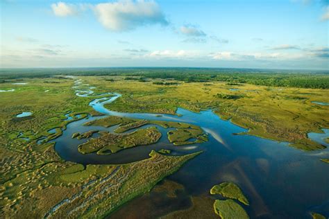 Wildlife of the Everglades