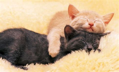 Hugging Cats Cute Pictures-Images | Funny And Cute Animals