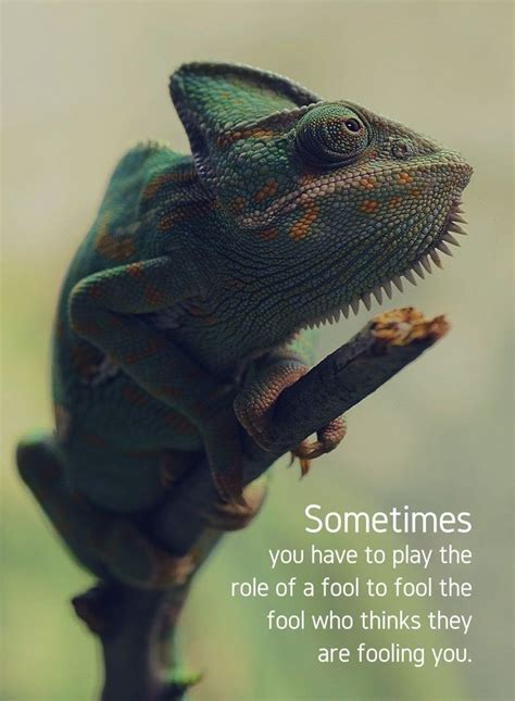 Chameleon Quotes - ShortQuotes.cc