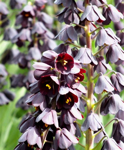 Fritillaria persica Fall-Planted Flower Bulbs – Hudson Valley Seed Company