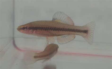 Bluefin killifish : killifish