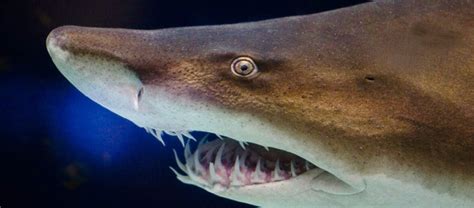 The Sand Tiger Shark | Critter Science