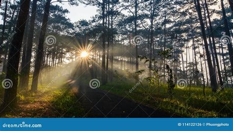 Pine Tree Forest at Sunrise Stock Photo - Image of light, farm: 114122126