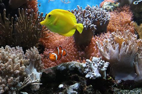 15 Top Facts About Tropical Fish - Fact City