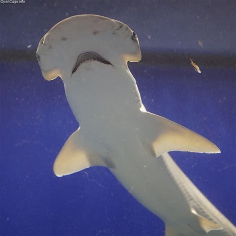 Bonnethead Shark | Sphyrna tiburo | Shark Database