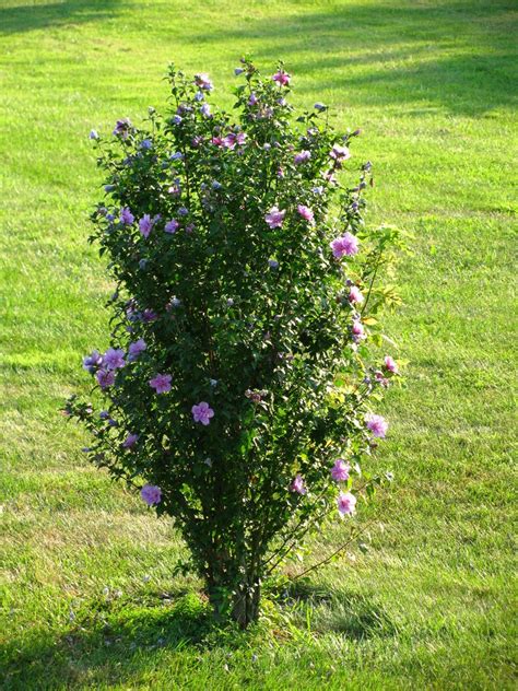 Rose of Sharon Bush | Rose of sharon bush, Rose of sharon tree, Flowering bushes