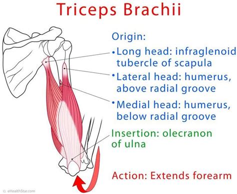 Triceps brachii anatomy and test (video) | Muscle anatomy, Human muscle ...