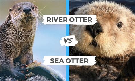 River Otter vs Sea Otter