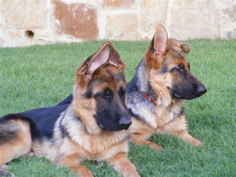 German Shepherd Puppy Ears Stages - shepherd