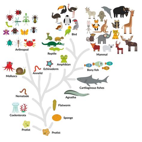 The Biological Classification of Paramecium – Name, History, and Evolution - Rs' Science