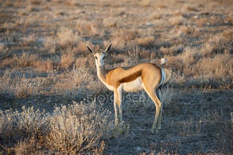 Young Springbok antelope — zoology, live - Stock Photo | #167579112