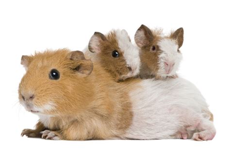 Baby guinea pig care | The Guinea Pig Manual