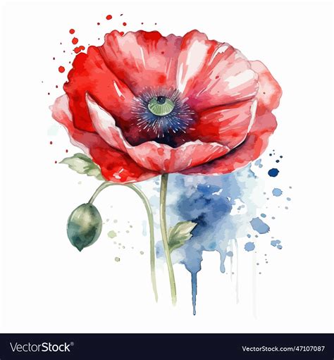 Beautiful watercolor poppy flower Royalty Free Vector Image