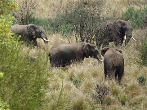 Aberdare National Park, Kenya | National parks, Kenya, National