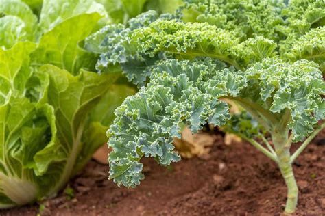 Growing Kale: How to Germinate, Water, and Harvest