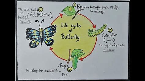 How to draw Life cycle of Butterfly diagram drawing easy l Butterfly life cycle drawing step by ...