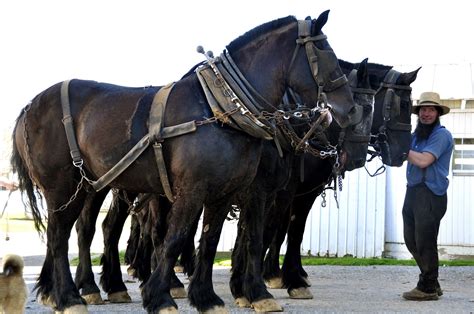 draft horses | Loving Life One Day at a Time!: Amish Farm Visit: The ... | Amish farm, Big ...