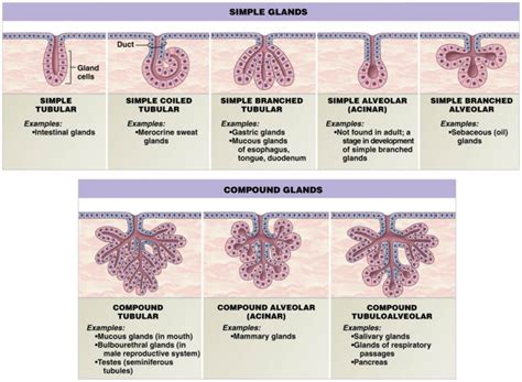 Histology: Exocrine Glands