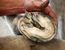 Horse Hoof Diseases and Conditons | EquiMed - Horse Health Matters