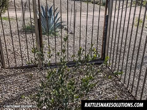 Snake Fence Installations - Don't Wait Until a Snake Shows Up - Rattlesnake Solutions