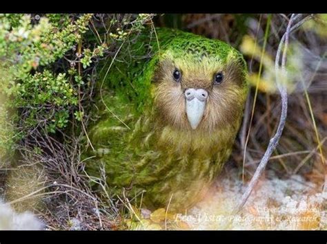 Kakapo Facts: 11 Facts about the Kakapo - YouTube | カカポ, ペットの鳥, 飛べない鳥