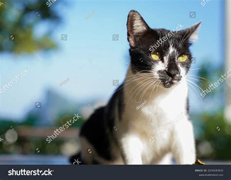 Harlequin Cat Yellow Eyes Color Sit Stock Photo 2235247631 | Shutterstock