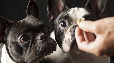 Homemade Low Fat Dog Treats Perfect For National Pet Day