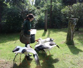 Bird of prey education programmes from the Hawk Conservancy Trust ...