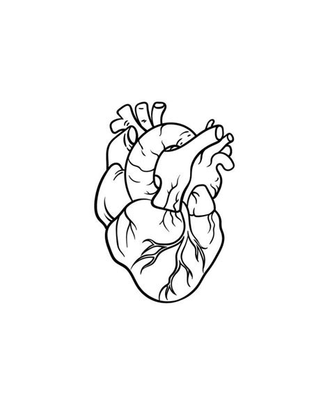 15 Easy Human Heart Drawing Ideas - Draw A Human Heart