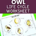 Owl Life Cycle Worksheet