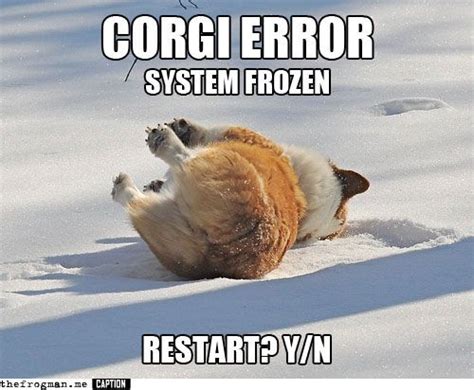 They know how to handle technical difficulties. | Corgi funny, Corgi memes, Funny dog pictures