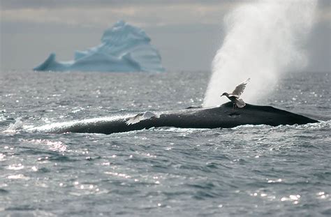 Humpback whales in Greenland • Read about it here | Guide to Greenland