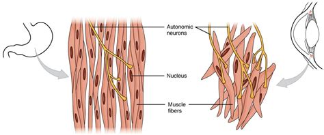 Contração Muscular Lisa | Concise Medical Knowledge