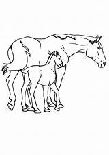 Baby Horses Coloring Pages sketch template