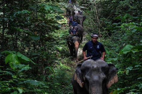 IGP: Police to combat wildlife crimes in Malaysia with new bureau | Malay Mail