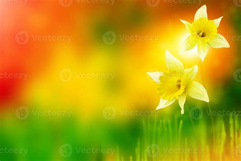 Spring flowers of daffodils. 9308474 Stock Photo at Vecteezy