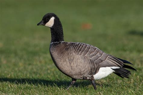 Cackling Goose - Profile | Facts | Habitat | Fly | Egg | Migration - BirdBaron