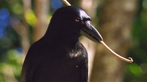 Crow Beak Adapted For Holding Grub-Grabbing Tools | IFLScience