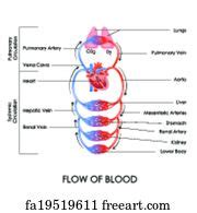 Free art print of Circulatory System. Vector illustration of diagram of Circulatory System ...