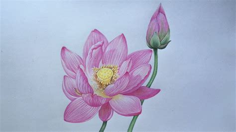 Lotus Flower Drawing Color