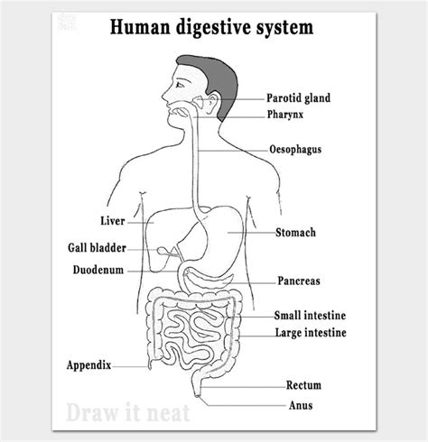 26+ Printable Body Outline Templates - Dotxes