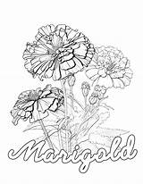 Coloring Pages Of Marigold Flowers sketch template