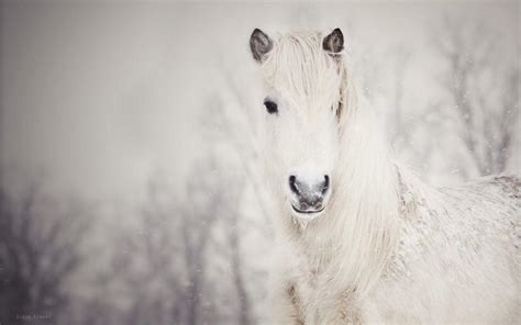 Horses In The Snow Wallpapers - Wallpaper Cave